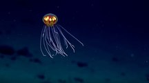 Une nouvelle espèce de méduse extraterrestre découverte dans les profondeurs