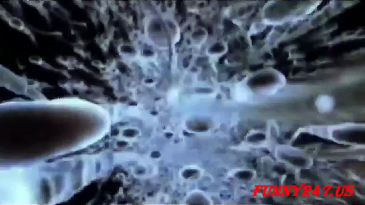 Dolphin Giving Birth In Hawaii ☆ Animals Giving Birth