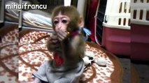 Funny annoying monkeys - Cute and funny monkey compilation