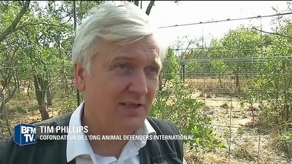 Les lions de cirques maltraités sont arrivés en Afrique (BFMTV)