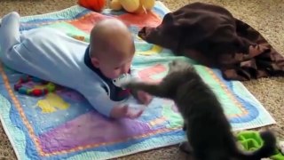Funny Animals - Cats and Babies Compilation