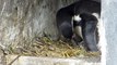 Naissances des jeunes manchots de Humboldt au Parc Zoologique de Paris