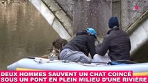 Deux hommes sauvent un chat coincé sous un pont en plein milieu d'une rivière ! Tout de suite dans la Minute Chat #206