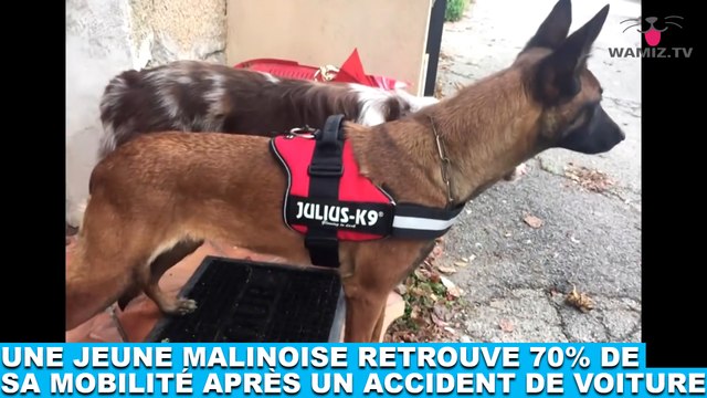 Une jeune malinoise retrouve 70% de sa mobilité après un accident de voiture ! On en parle dans la Minute Chien #206