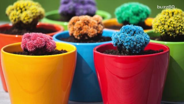 Best Ideas for Small Space Gardens