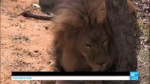 Retour à la vie sauvage pour 33 lions qui ont subi des mauvais traitements dans des cirques