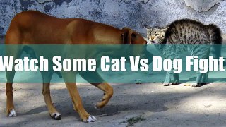 Best Cat Vs Dog FIGHT Video ! EPIC Fighting Videos