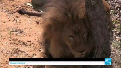 A beautiful story: 33 rescued circus lions take first step in South African sanctuary