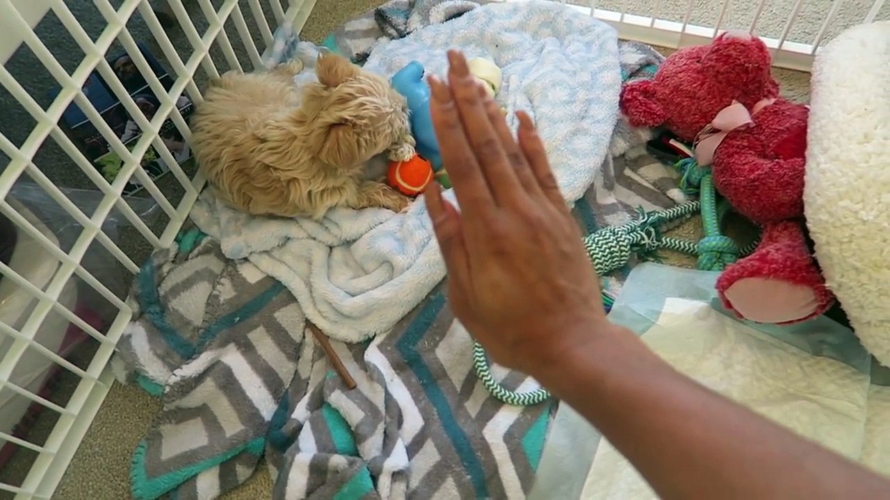 Daily Vlog 293 | The Apartment Decision Is In !!!!