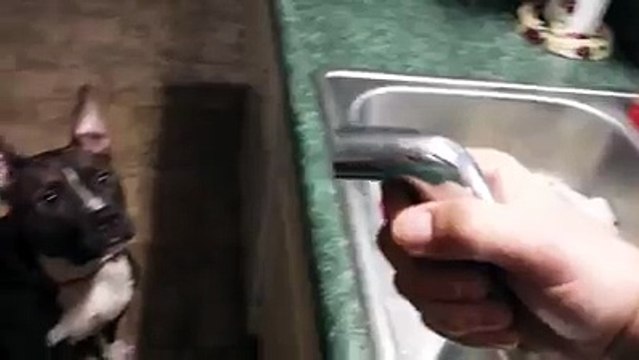 This Pup Loves Nothing More Than Drinking Water From The Faucet