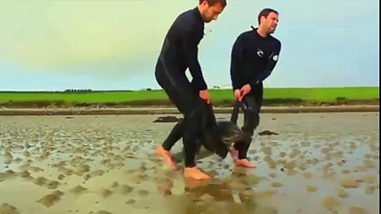 Des surfeurs sauvent des dauphins échoués sur la plage. Beau geste
