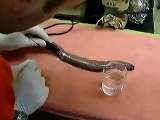 Oho - Snakes Examination In Lab - Dailymotion Videos - Tubeinto.com