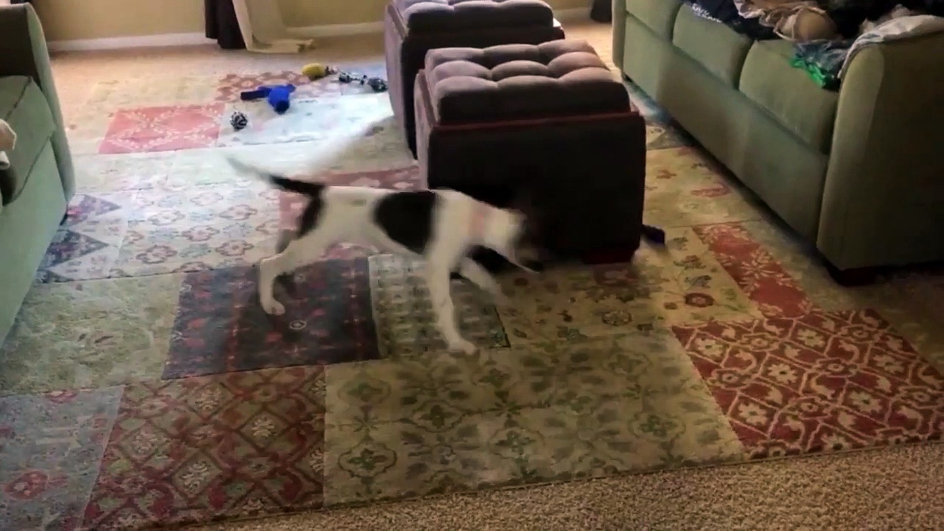 Глупые животные