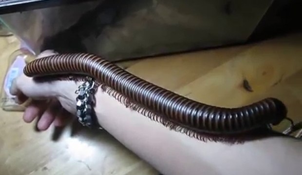 Un mille-pattes géant marche sur un bras d'homme