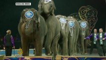 Circus retires elephants: animal tricks 'no longer wanted'