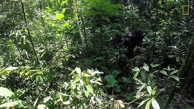 Tracking Tigers Is Just As Dangerous As It Sounds