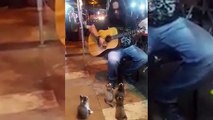 Busker performs for a group of adorable mesmerised kittens