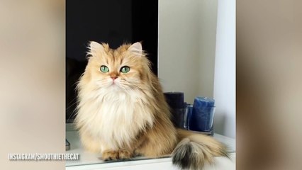 Is this the prettiest cat in the world? Believe it or not purr-fect puss HASN'T been Photoshopped