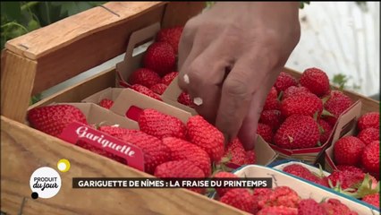 Guariguette de Nîmes : la fraise du printemps