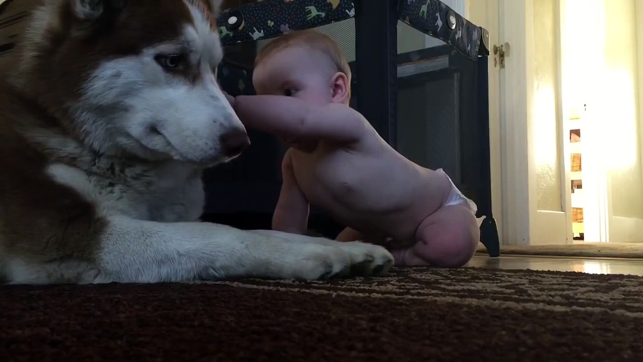 Un enfant s'amuse avec un husky.