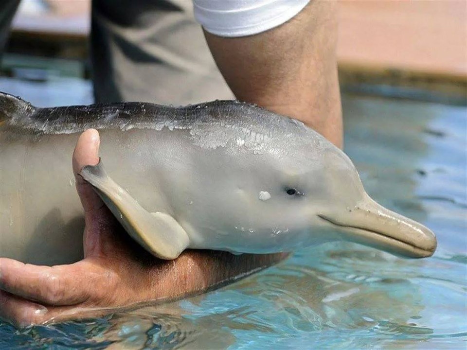Top 5 Recently Extinct Animals