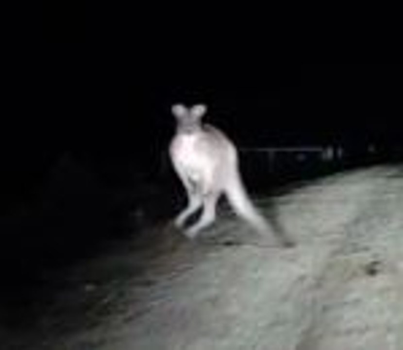 Une voiture attaquée par un kangourou!