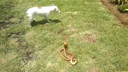 Jack Russel vs Cobra - Chi vincerà?