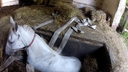 Des pompiers libèrent un cheval coincé dans une grange