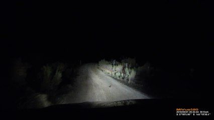 Un Kangourou attaque une voiture de nuit en Australie