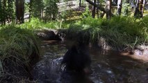 Gizli kameraya yakalanan ayıların banyo keyfi