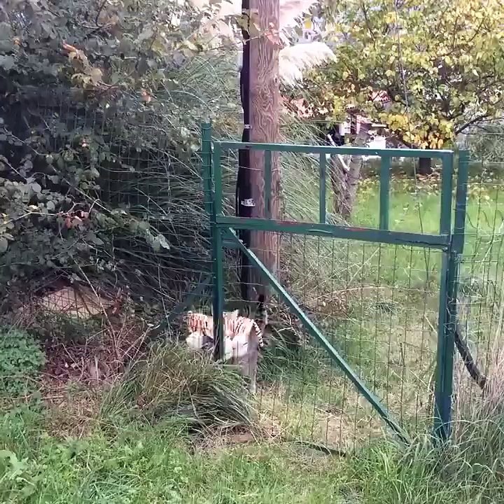 Ce chat vole une peluche tigre chez le voisin pour s'amuser ?
