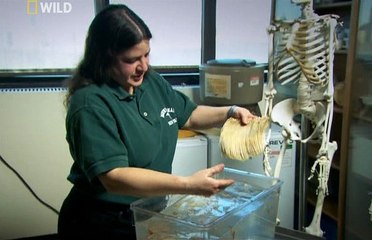 Кит - Анатомия крупнейших животных / Animal Autopsy / Inside Nature's Giants