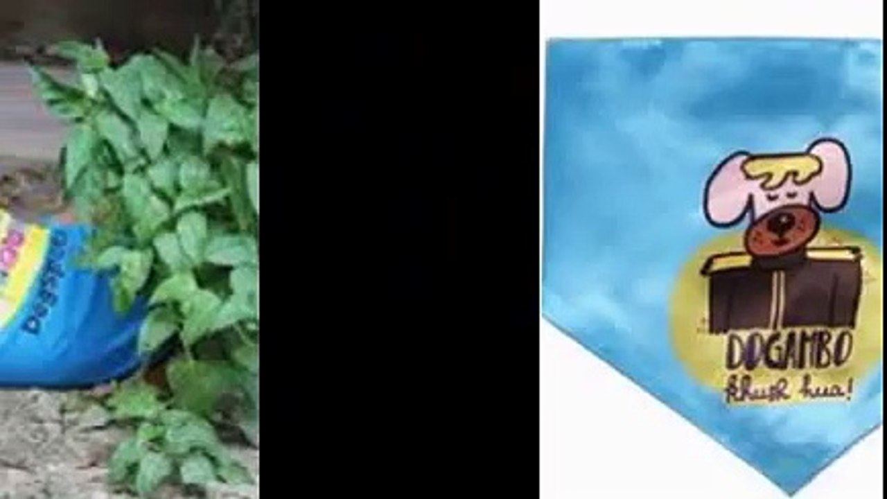 Dog Daycare Encinitas