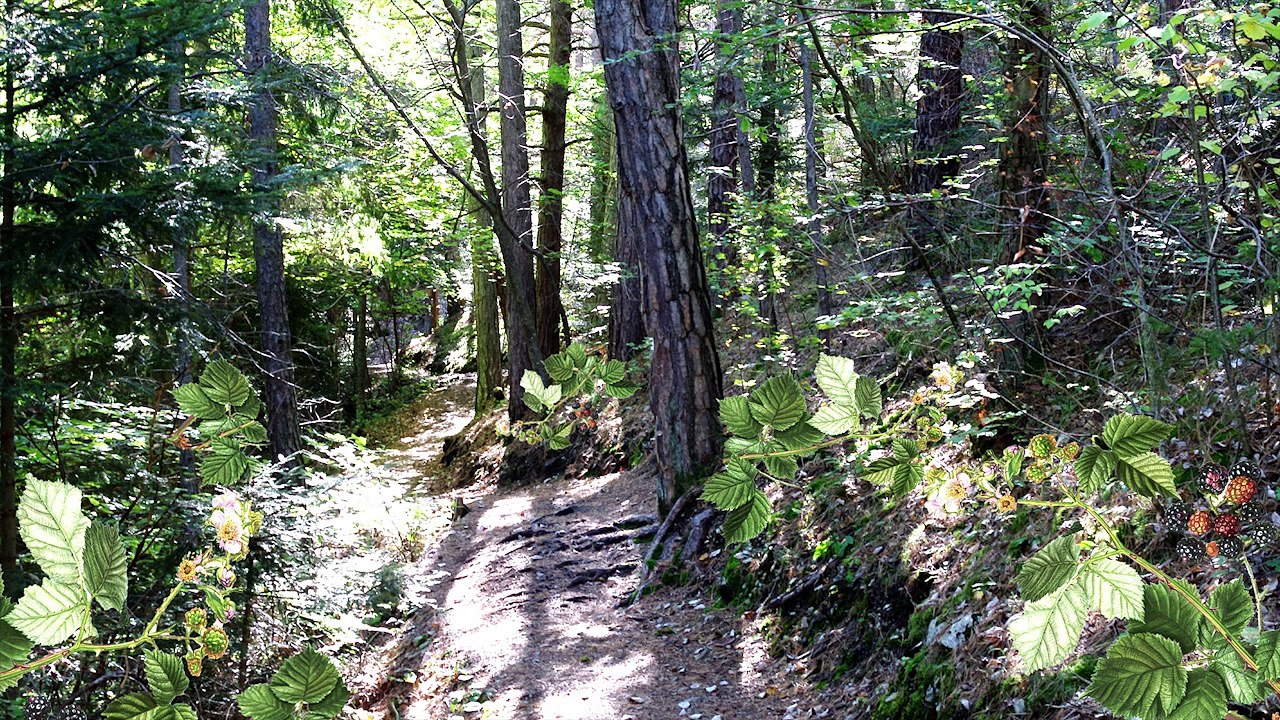 stenurella_2015