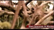 Giant Anaconda Attacks Lion   Python vs Gorilla   Snake vs Monkey Fight