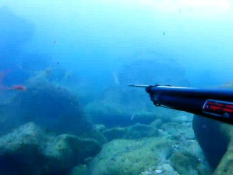 CHASSE SOUS MARINE 29 05 2009 DORADE A L INDIENNE