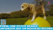 Purin, une petite beagle japonaise bat un nouveau record ! Tout de suite dans la Minute Chien #207