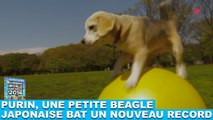 Purin, une petite beagle japonaise bat un nouveau record ! Tout de suite dans la Minute Chien #207