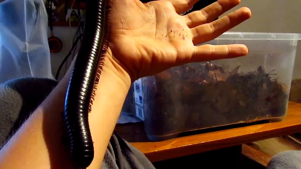 Un mille pattes géant sur le bras...