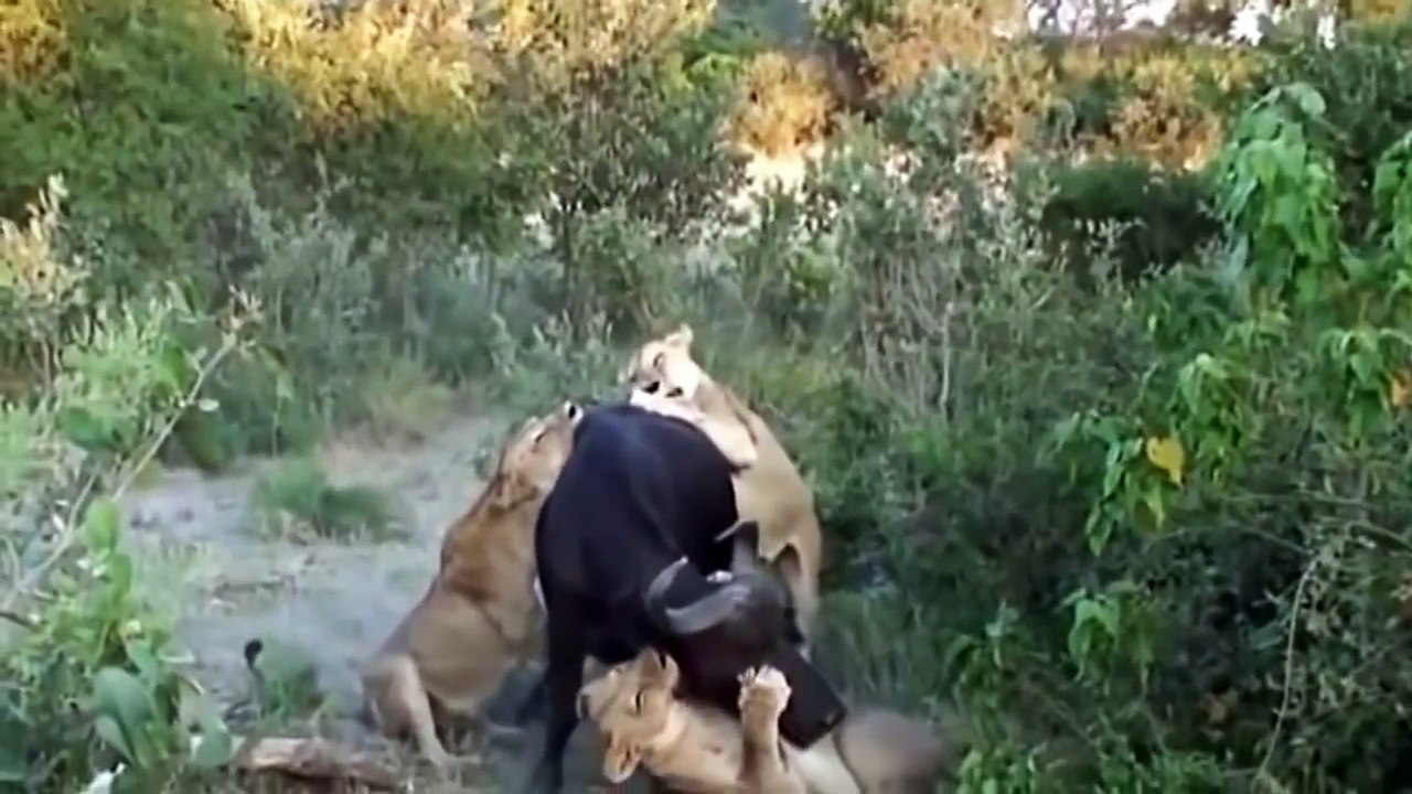 Lion vs Buffalo vs Crocodile