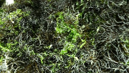 Tư vấn & làm phim tự giới thiệu Sơn Hải