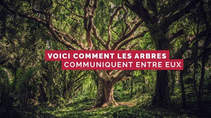 Une découverte sans précédent : les arbres partagent leur nourriture entre eux par leurs racines