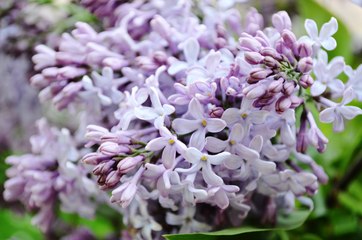 May, Mozart and Spring - Mai, Mozart und Frühlingserwachen