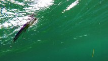 How Lures Swim: Halco Skim Stick