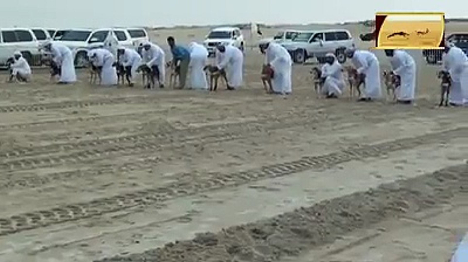 Dogs Race