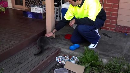 Le miaulement de ce chat est hilarant... wowowowowowow