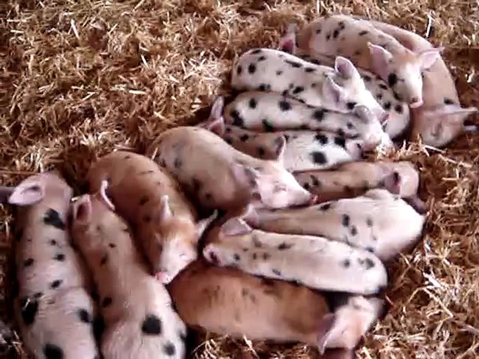 Les oreilles de ces bébés cochons sont ultra sensibles!