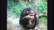 18 anos depois chimpanzés lembram-se da mulher que os resgatou... EMOCIONANTE!