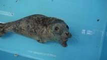Na Rússia: filhotes de foca lutam pela vida