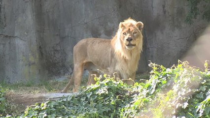 Que tal comprar um quadro pintado por uma barata?